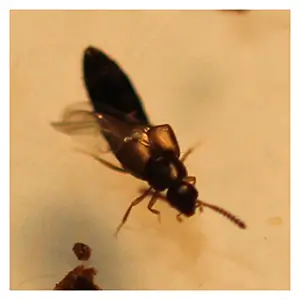 Rove Beetle