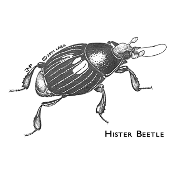 Hister Beetle - 10,000 Count
