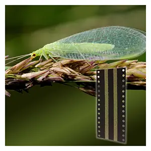 Green Lacewing Eggs - Hanging Cards Green Lacewing Eggs - Hanging Cards