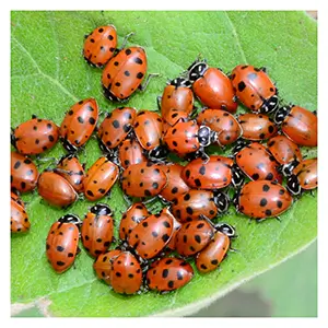 Ladybugs Ladybugs