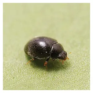 Stethorus punctillum Stethorus punctillum