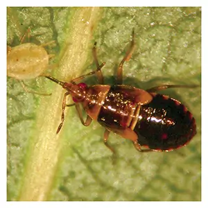 Minute Pirate Bug Minute Pirate Bug