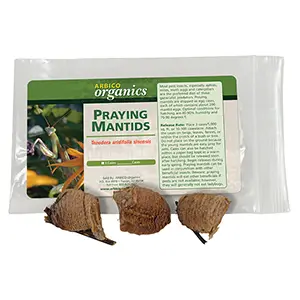 Praying Mantid Egg Cases Praying Mantid Egg Cases