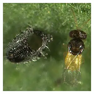 Encarsia formosa