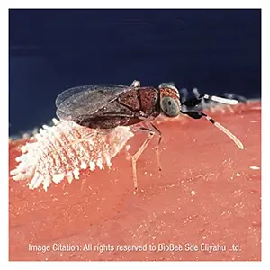 Mealybug Parasite, <i>Anagyrus pseudococci</i>