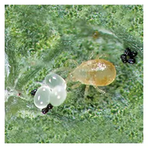 Galendromus occidentalis Galendromus occidentalis
