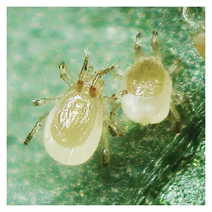 Phytoseiulus persimilis PLUS