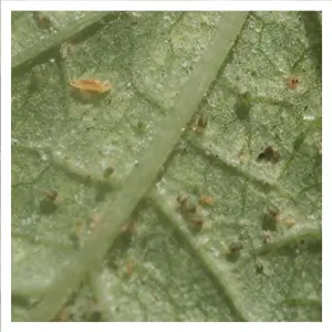 Feltiella acarisuga Feltiella acarisuga