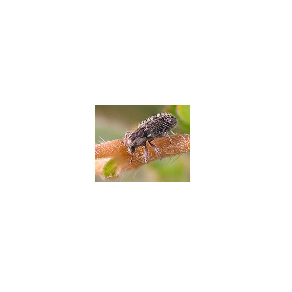 Puncturevine Weevil