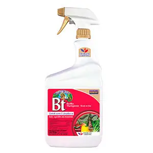 Quart