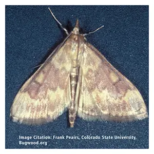 Scentry Lures - European Corn Borer