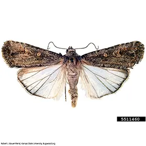 Scentry Lures - Beet Armyworm