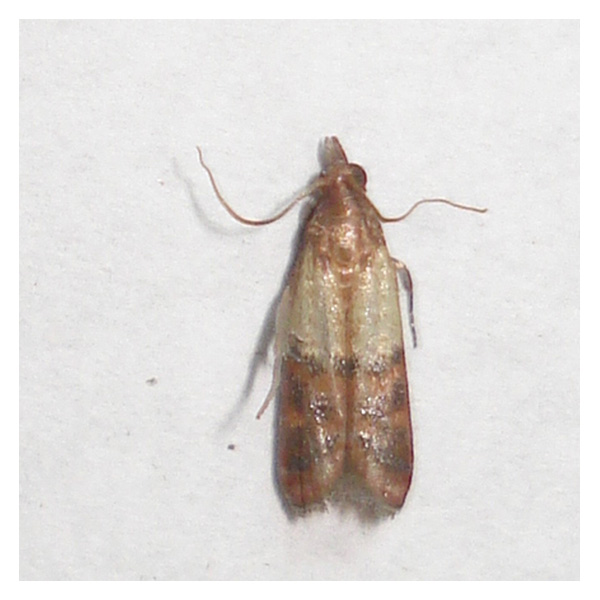 Scentry Lures - Indian Meal Moth