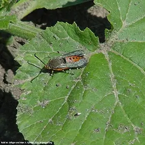 Scentry Lures - Squash Vine Borer
