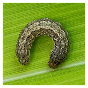 Scentry Lures - Black Cutworm