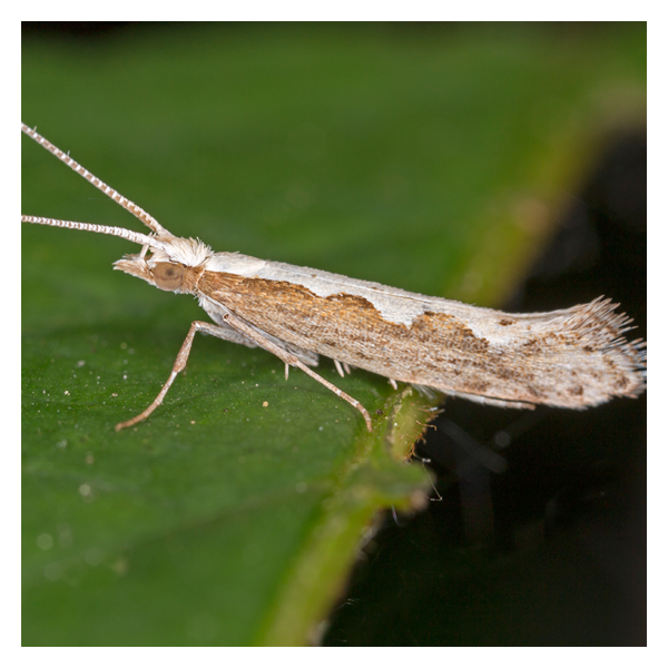 Scentry Lures - Diamondback Moth