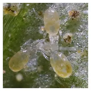 Neoseiulus (= Amblyseius) californicus