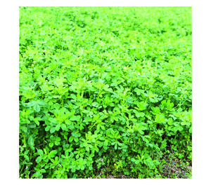 Organic Alfalfa Seeds, Non-Dormant 
