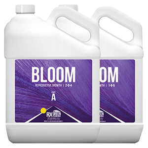 Bloom A & B - BLOOM A - Quart