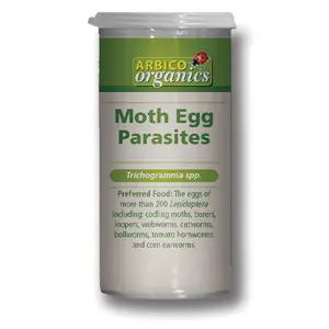 Trichogramma brassicae - Bulk Eggs