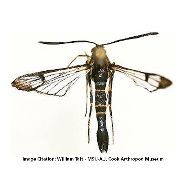 Scentry Lures - Clearwing Rhododendron Borer