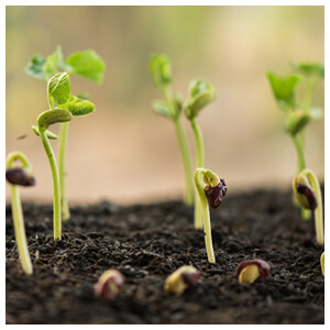 Seed Starting