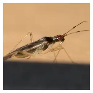 Dicyphus hesperus Dicyphus hesperus
