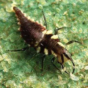 Green Lacewing Larvae