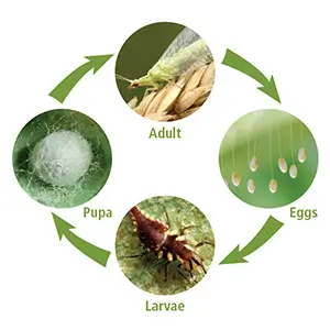 Green Lacewing Lifecycle