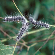 Walnut Caterpillar Control