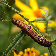 Webworm Control