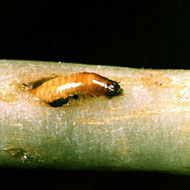 Wireworm Control