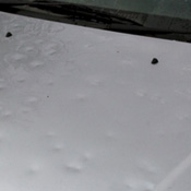 Hail Damage