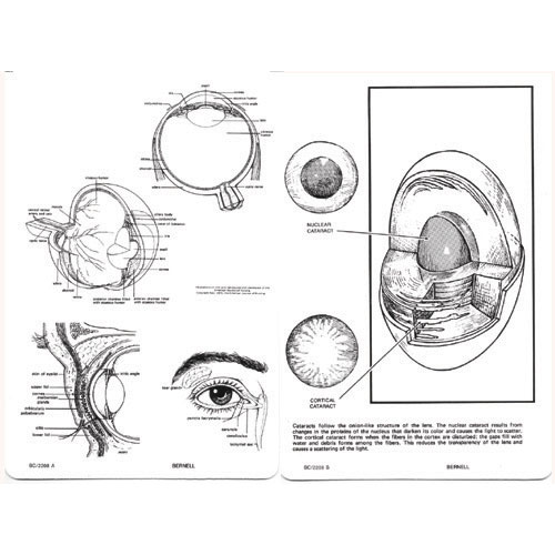 (G) Near Acuity Test Card (Cross-section & cut-away perspective drawing of the eye & adnexa)