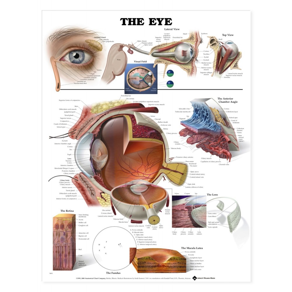 Laminated Chart - The Eye