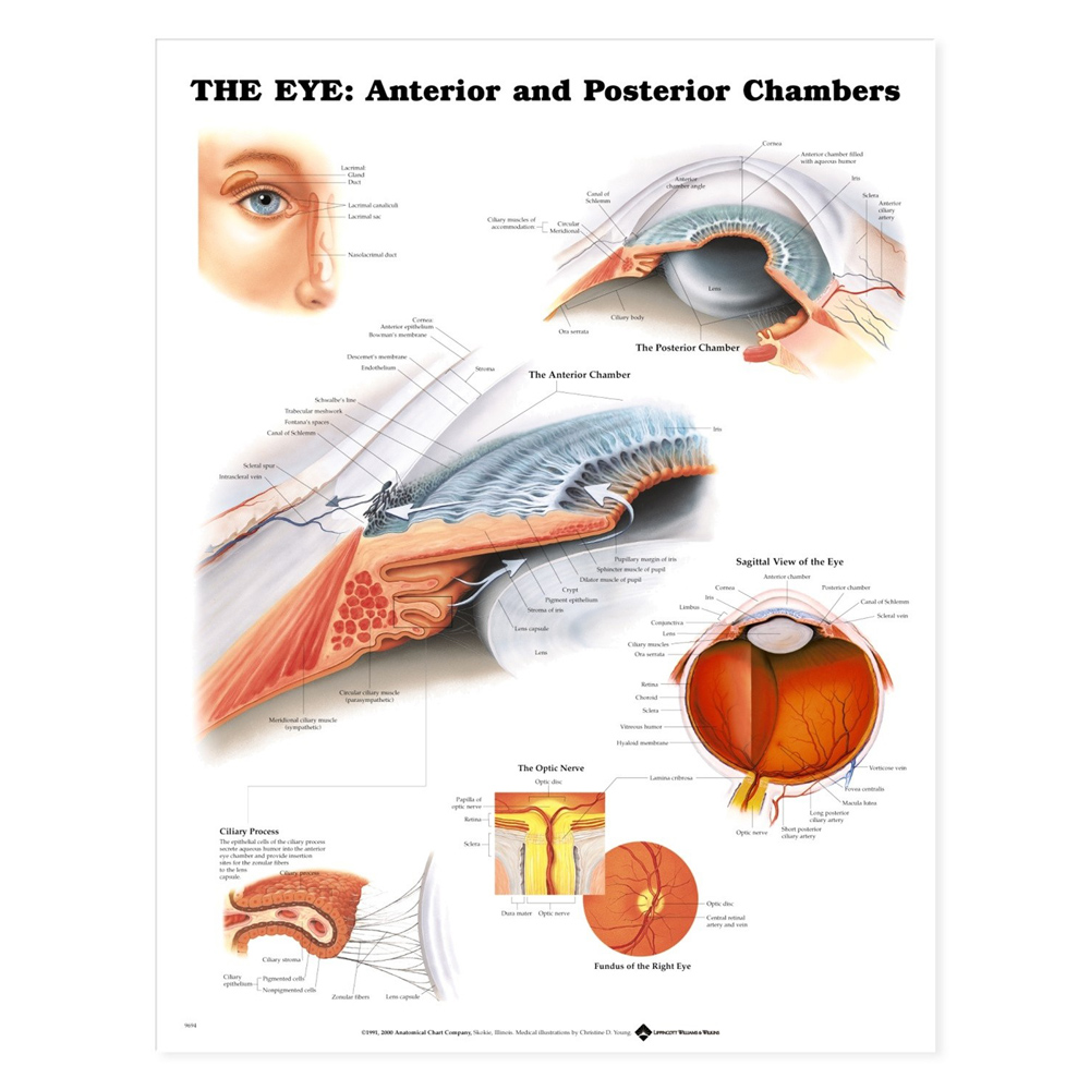 Laminated Chart - The Eye: Anterior and Posterior Chambers