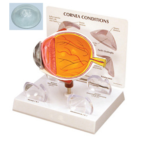 Cornea Eye Model