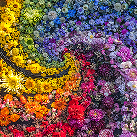 Color and Inspiration in the Garden