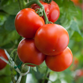 Tomatoes: To Prune or Not to Prune