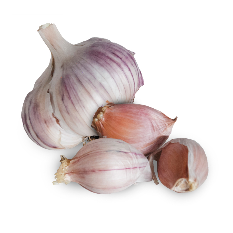 Blossom Hardneck Garlic