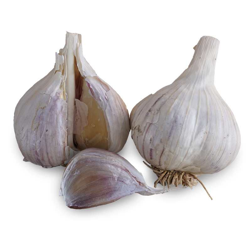 Music Hardneck Garlic