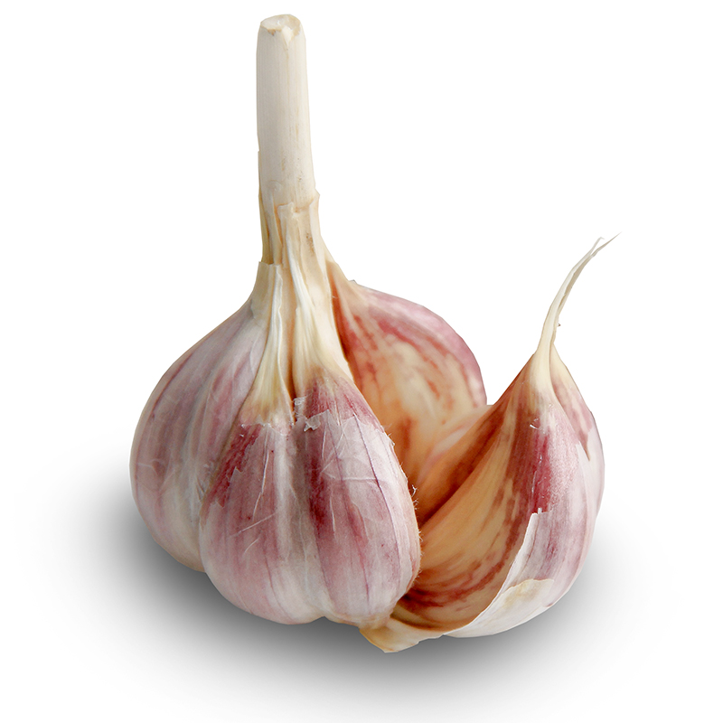 Spanish Roja Hardneck Garlic