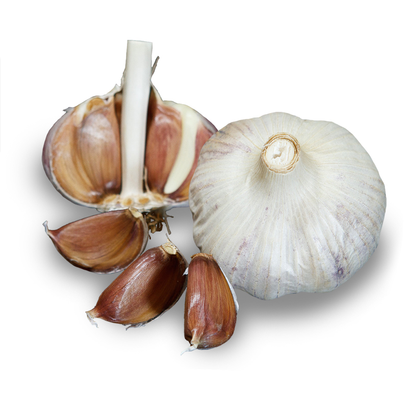 Island Rocambole Hardneck Garlic