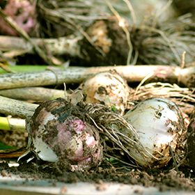 Garlic: Harvesting, Curing, and Storage
