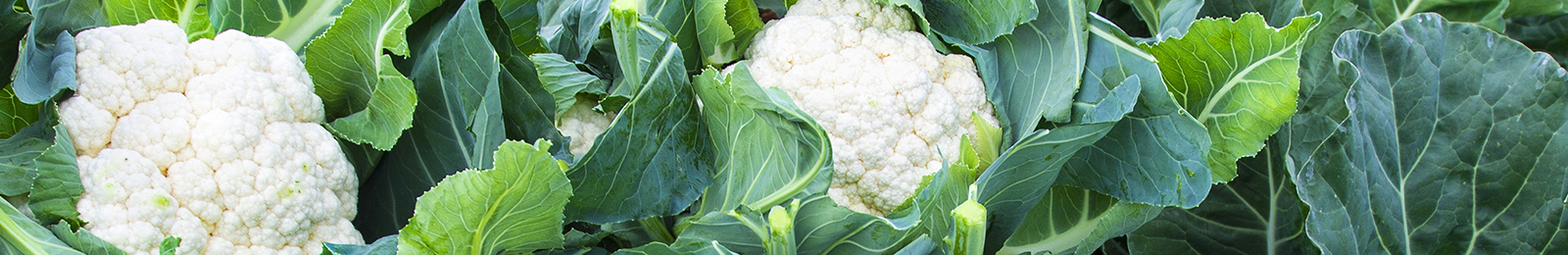 Cauliflower: Sow and Grow Guide