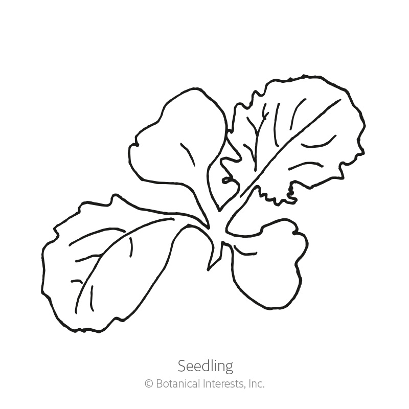 Market Express Turnip Seeds view 2