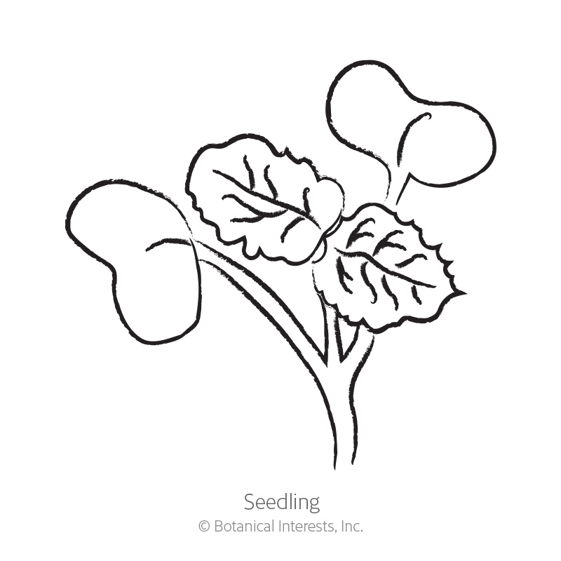 Miyashige White Daikon Radish Seeds     view 2