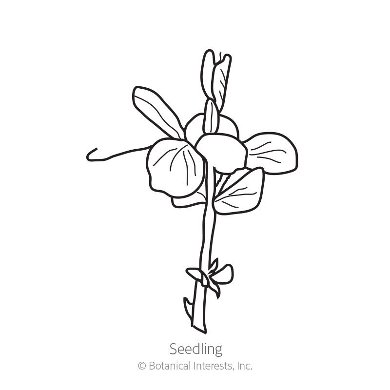 Seedling