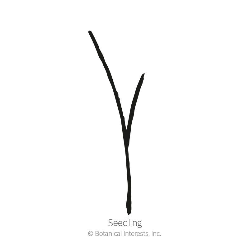 Blue Grama Grass Seeds, Flowers Botanical Interests