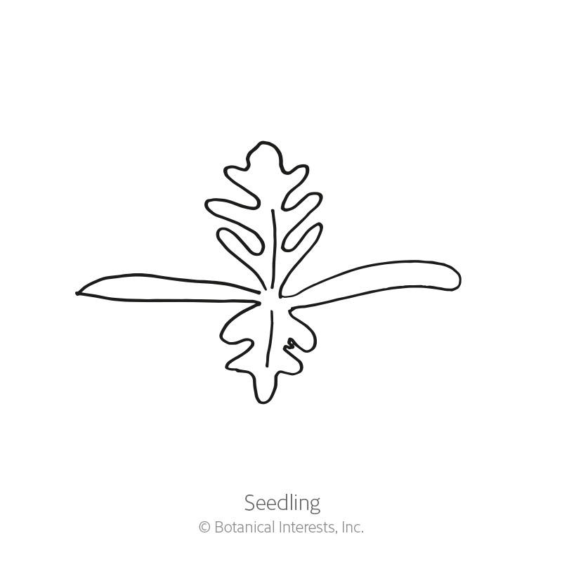 Seedling